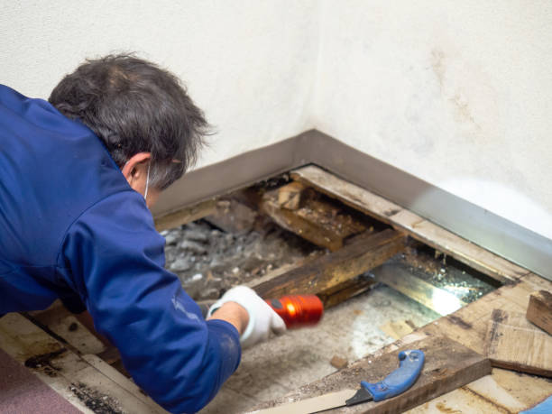 Fortuna, CA Mold Remediation Company