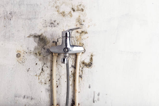 Best Emergency Mold Remediation in Fortuna, CA