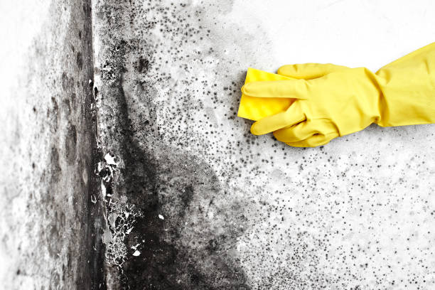 Best Bathroom Mold Remediation in Fortuna, CA