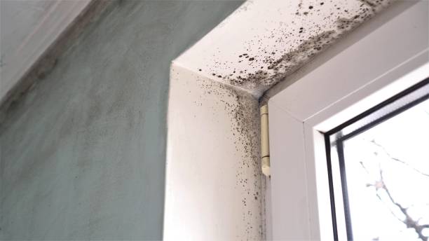 Best Crawl Space Mold Remediation in Fortuna, CA