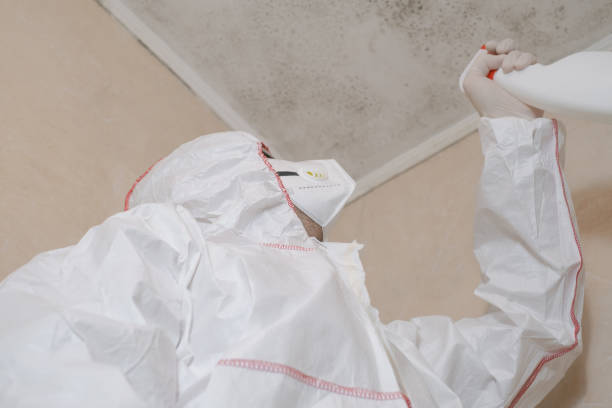 Best Commercial Mold Remediation in Fortuna, CA
