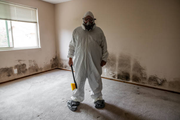 Best DIY Mold Remediation Support Services in Fortuna, CA