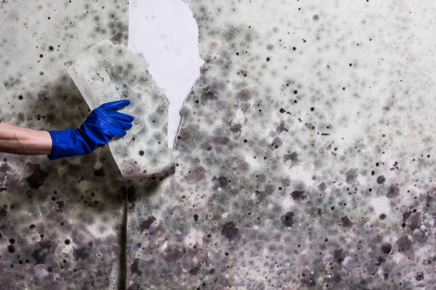 Best HVAC Mold Remediation in Fortuna, CA